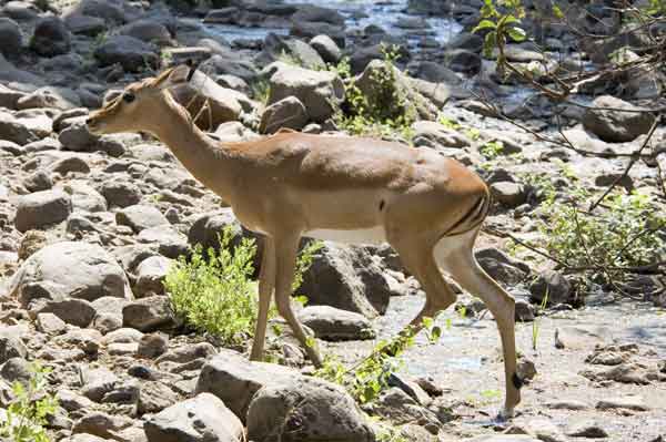 67 - Tanzania - Impala - parque nacional lago Manyara